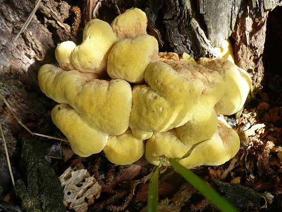 sírovec obyčajný Laetiporus sulphureus (Bull.) Murrill