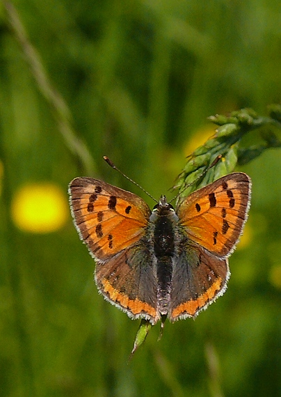 ohniváčik čiernokrídly Lycaena phlaeas