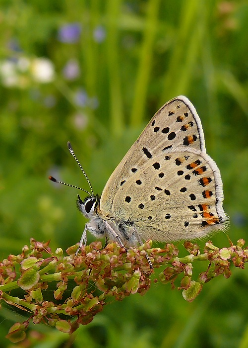 ohniváčik čiernoškvrnný  Lycaena tityrus