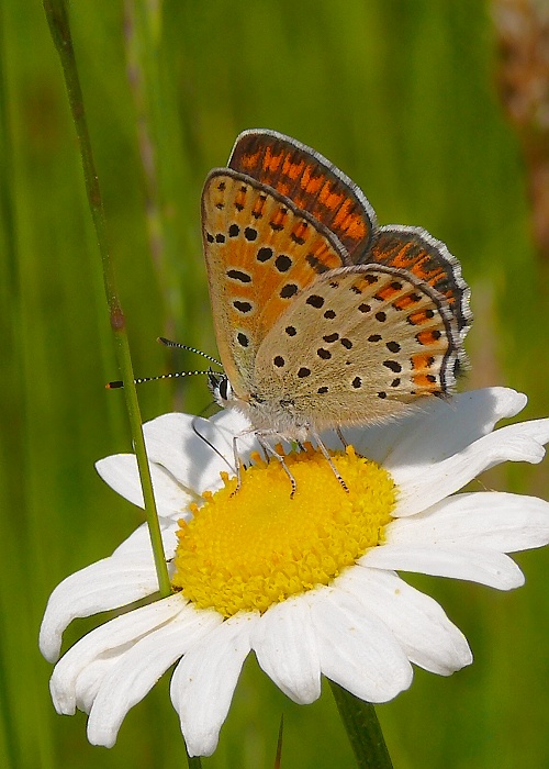 ohniváčik čiernoškvrnný  Lycaena tityrus