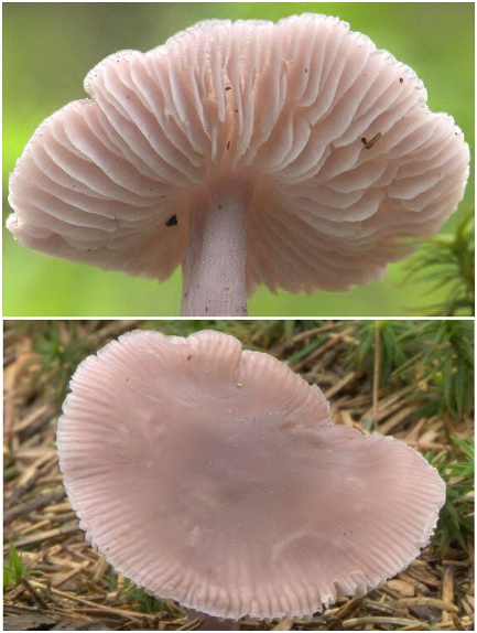 prilbička reďkovková Mycena pura (Pers.) P. Kumm.