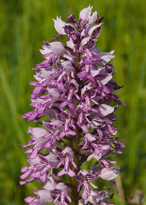 vstavač vojenský Orchis militaris L.