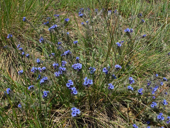 alkana farbiarska Alkanna tinctoria  (L.) Tausch