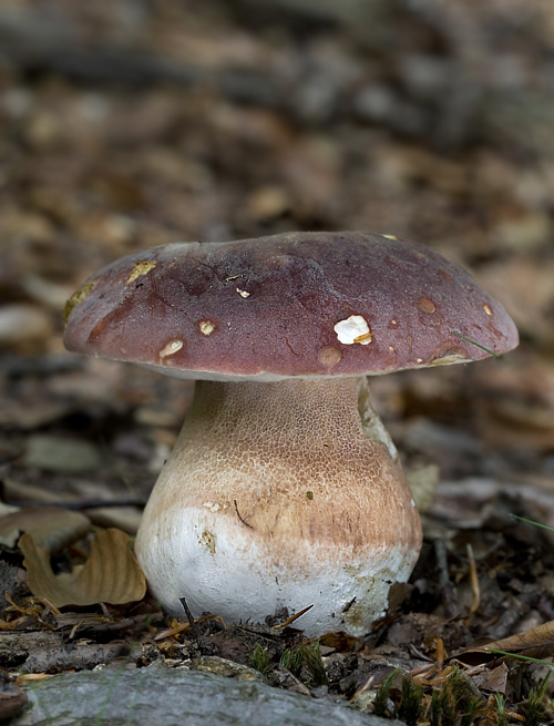 hríb sosnový Boletus pinophilus Pil. et Dermek in Pil.