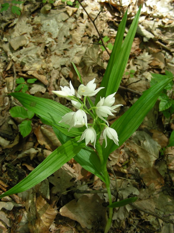 prilbovka dlholistá Cephalanthera longifolia (L.) Fritsch