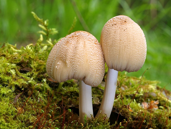 hnojník okrový Coprinellus domesticus (Bolton) Vilgalys, Hopple & Jacq. Johnson