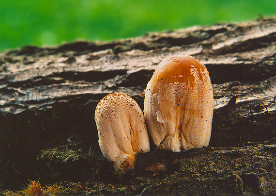 hnojník Coprinellus sp.