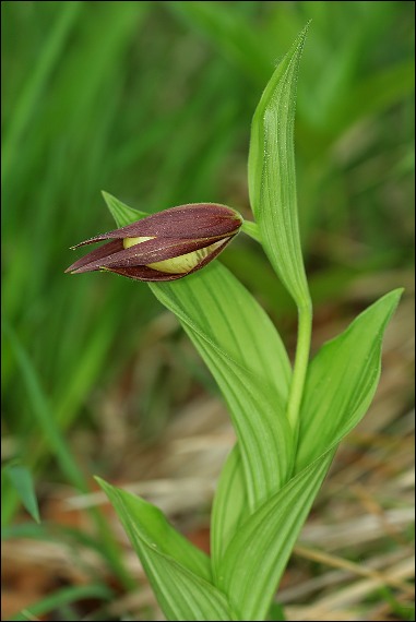 črievičník papučkový Cypripedium calceolus L.