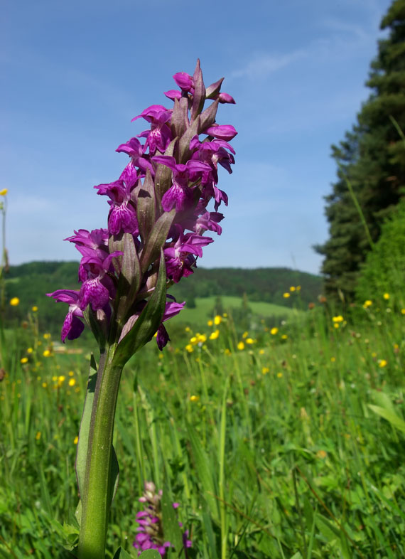 vstavačovec májový - prstnatec májový Dactylorhiza majalis subsp. majalis (Reincherb.) Hunt & Summerh.