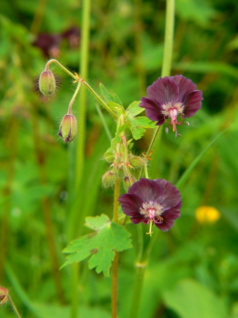 pakost hnedočervený Geranium phaeum L.