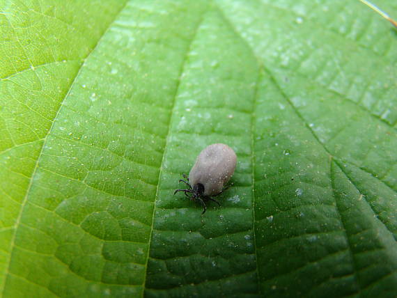 kliešť obyčajný Ixodes ricinus