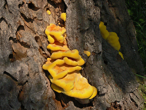 sírovec obyčajný Laetiporus sulphureus (Bull.) Murrill