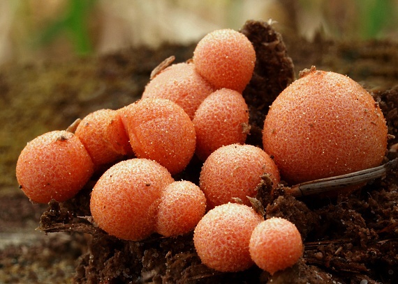 vlčinka červená Lycogala epidendrum (J.C. Buxb. ex L.) Fr.