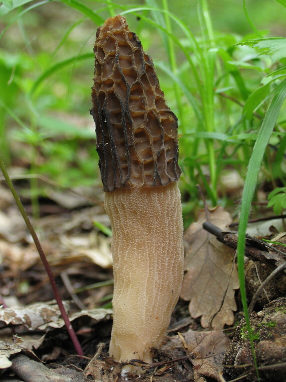 smrčok vysoký. Morchella elata Fr.