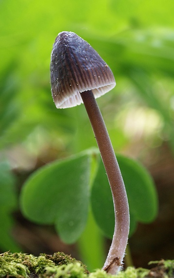 prilbička Mycena sp.