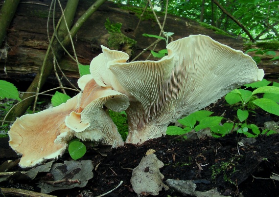 húževnatec pohárovitý Neolentinus schaefferi Redhead & Ginns