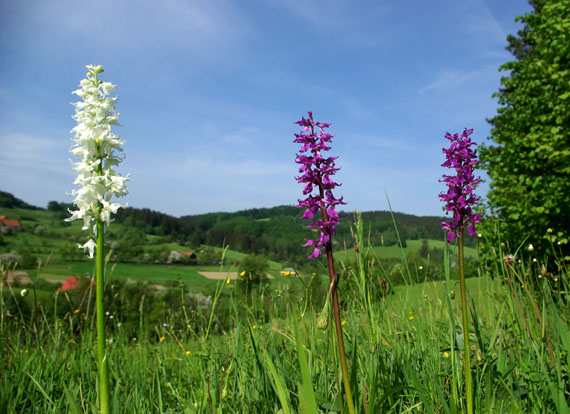 vstavač mužský Orchis mascula subsp. signifera (Vest) Soó