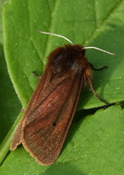 spriadač štiavcový Phragmatobia fuliginosa