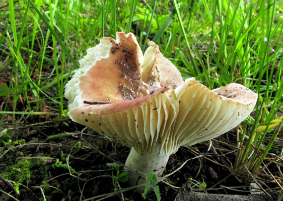 plávka  Russula sp.