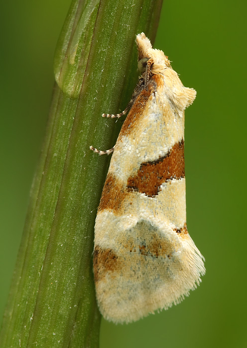 zvinúvač bodliakový Aethes cnicana