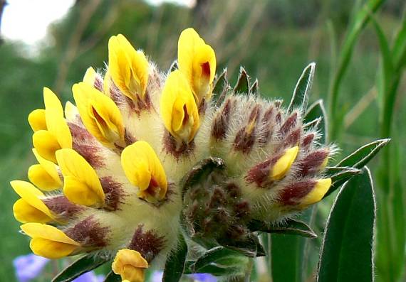 bôľhoj lekársky Anthyllis vulneraria L.