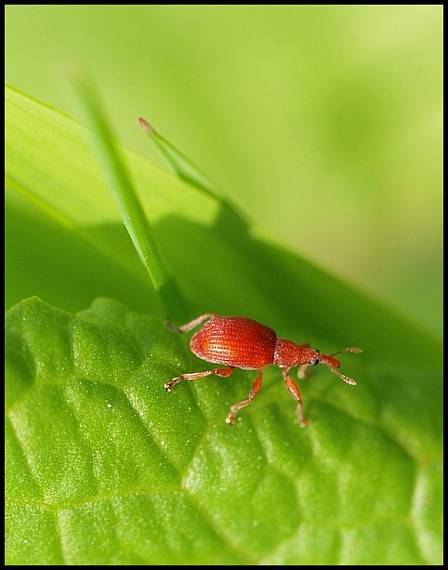 nosáčik Apion frumentarium (Curculionidae