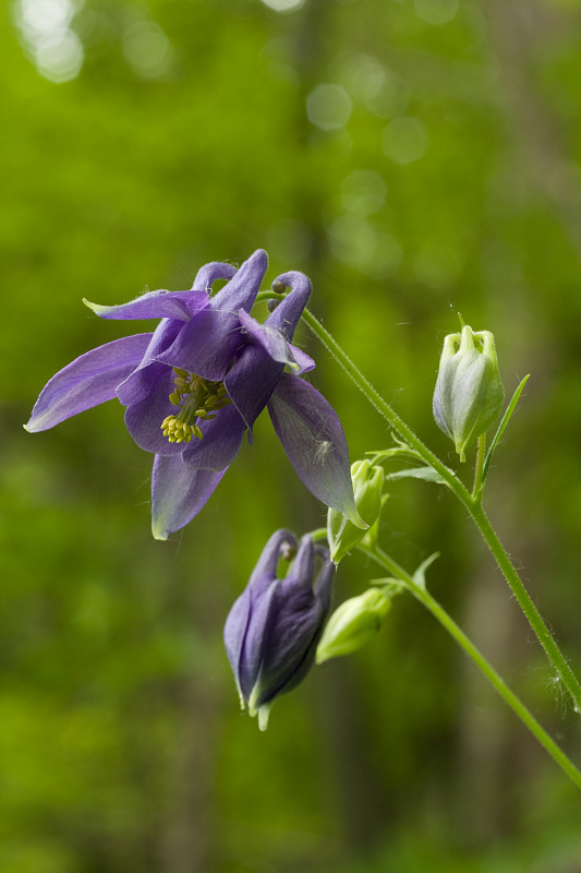 orlíček obyčajný Aquilegia vulgaris L.