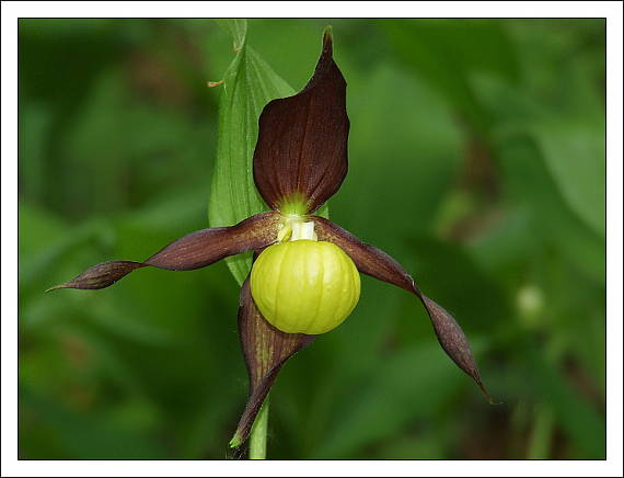 črievičník papučkovitý Cypripedium calceolus L.