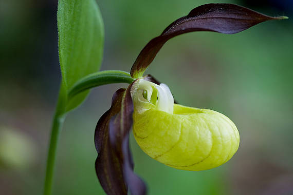 črievičník papučkovitý  Cypripedium calceolus L.