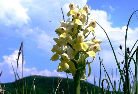 vstavačovec bazový Dactylorhiza sambucina  (L.) Soó