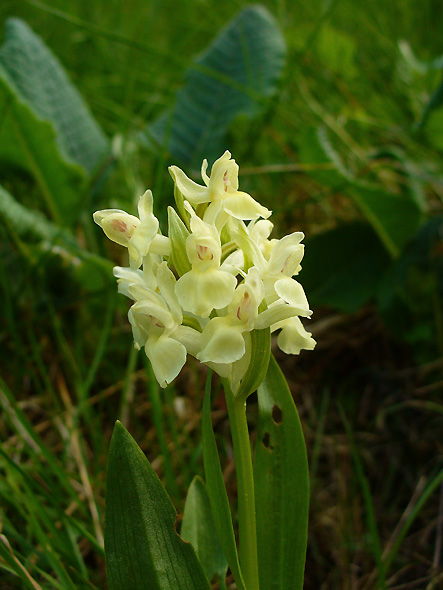 vstavačovec bazový Dactylorhiza sambucina (L.) Soó