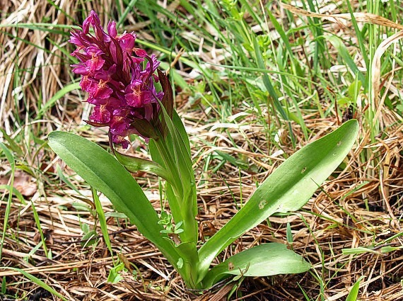 vstavačovec bazový Dactylorhiza sambucina (L.) Soó