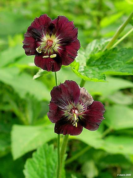 pakost hnedočervený Geranium phaeum L.