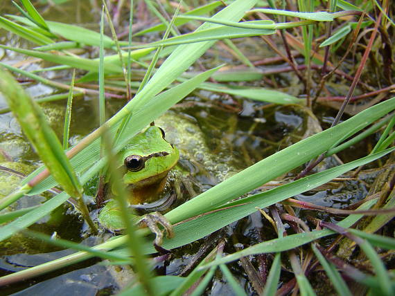 rosnička zelená Hyla arborea