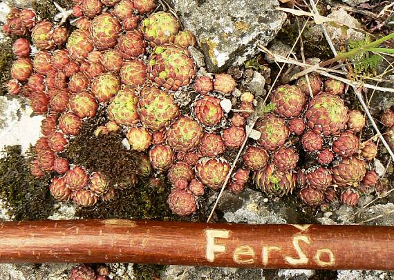 skalničník guľkovitý srstnatý Jovibarba globifera subsp. hirta (L.) J. Parn.