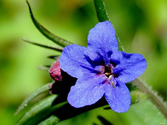 kamienka modropurpurová  Kamienka modropurpurovÃ¡  Lithospermum purpurocaeruleum