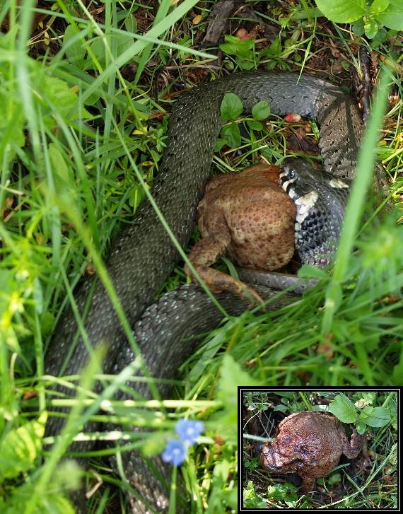 užovka obyčajná Natrix natrix