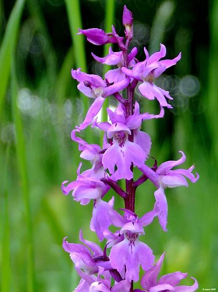 vstavač mužský poznačený  Orchis mascula subsp. signifera (Vest) Soó