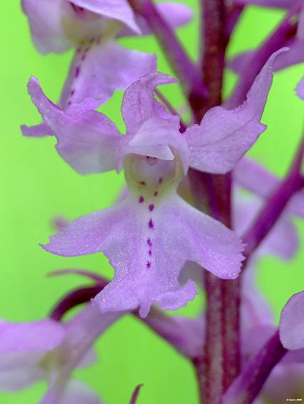 vstavač mužský poznačený  Orchis mascula subsp. signifera (Vest) Soó