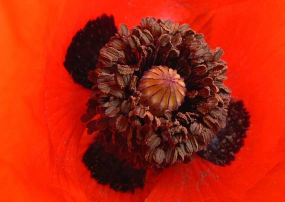mak vlčí - detail kvetu Papaver rhoeas L.