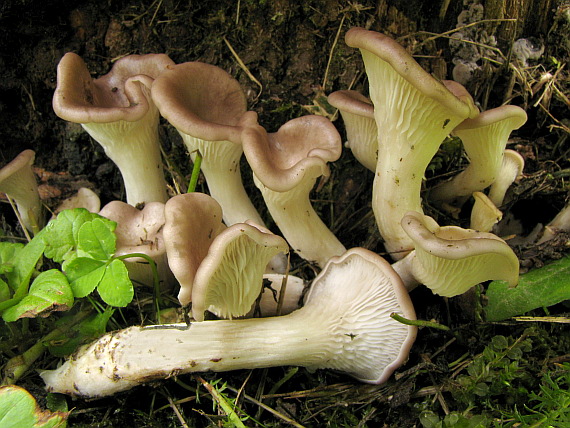 hliva lievikovitá Pleurotus cornucopiae (Paulet) Rolland