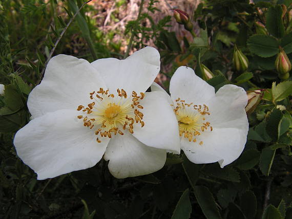 ruža bedrovníkolistá Rosa spinosissima L.