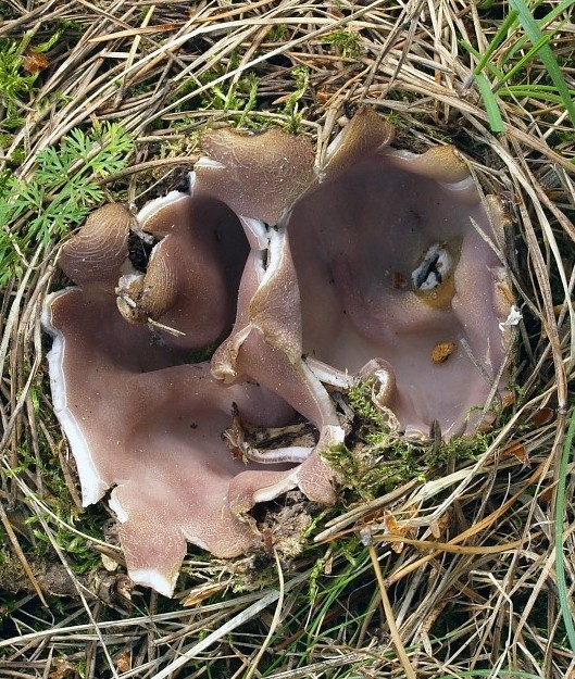 tulipánovka fialová Sarcosphaera coronaria (Jacq.) J. Schröt.