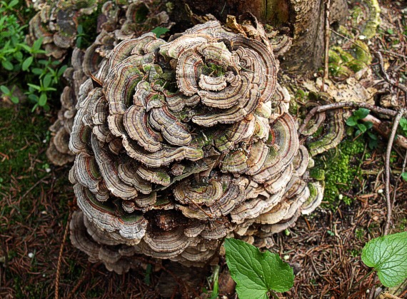 trúdnikovec pestrý Trametes versicolor (L.) Lloyd