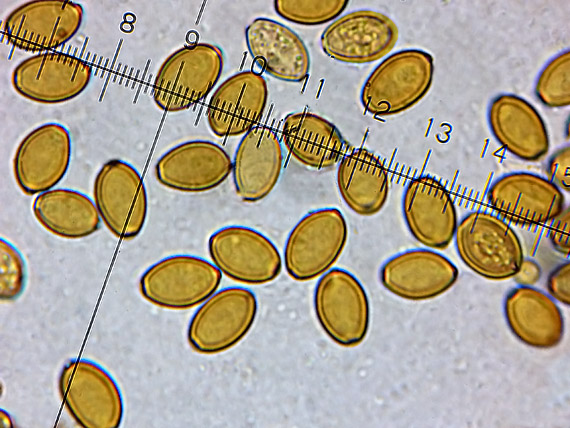 poľnička včasná Agrocybe praecox (Pers.) Fayod