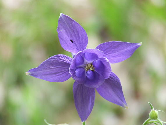 orlíček obyčajný Aquilegia vulgaris L.