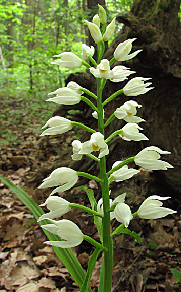 prilbovka dlholistá Cephalanthera longifolia (L.) Fritsch