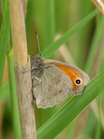 očkáň pohánkový Coenonympha pamphilus