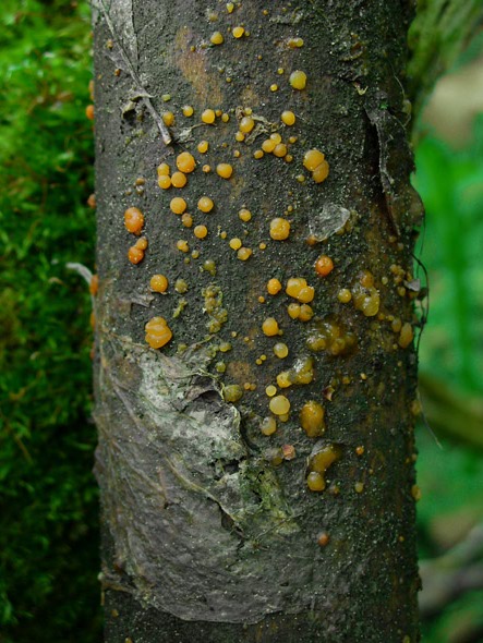 slzovec Dacrymyces sp.