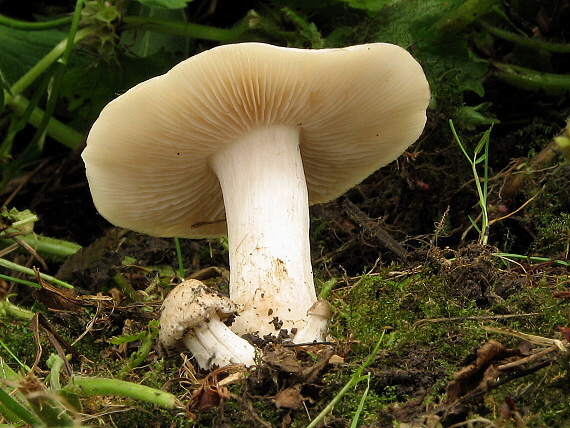 hodvábnica jarná Entoloma clypeatum (L.) P. Kumm.